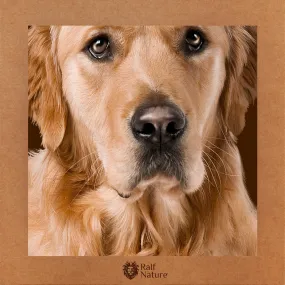 Golden Retriever T-Shirt